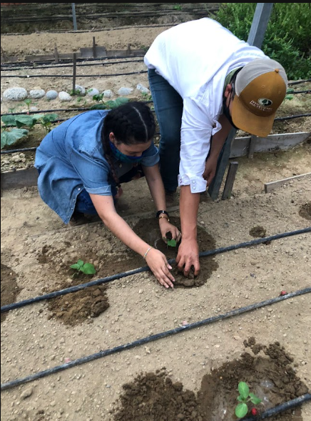 Dos personas sembrando una planta en un huerto con riego por goteo
